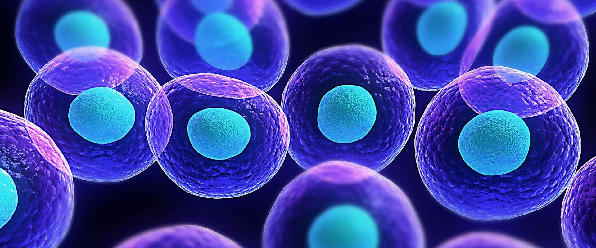 Integer Cellula Terra Incógnita - A Descoberta da Célula