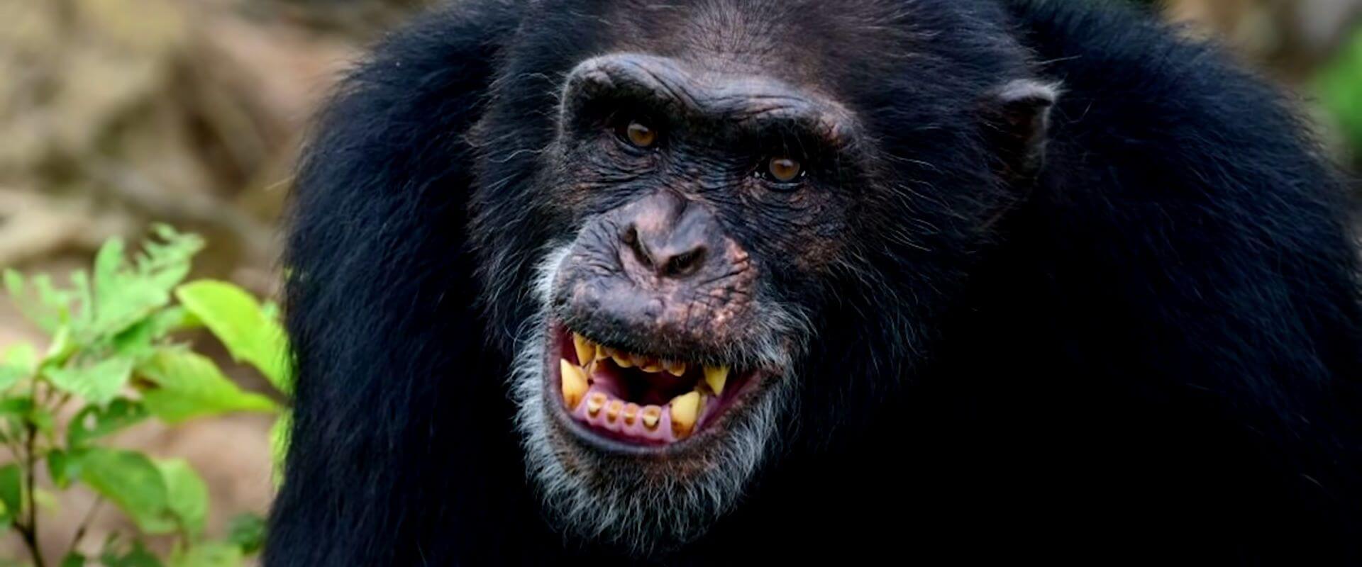 Terra Incógnita - A Guerra dos Chimpanzés
