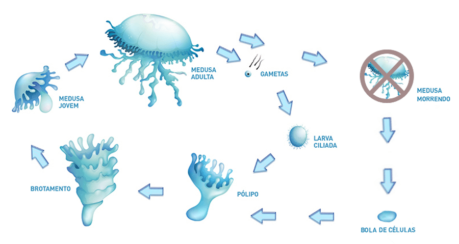 Ciclo De Vida Da Agua Viva Imortal