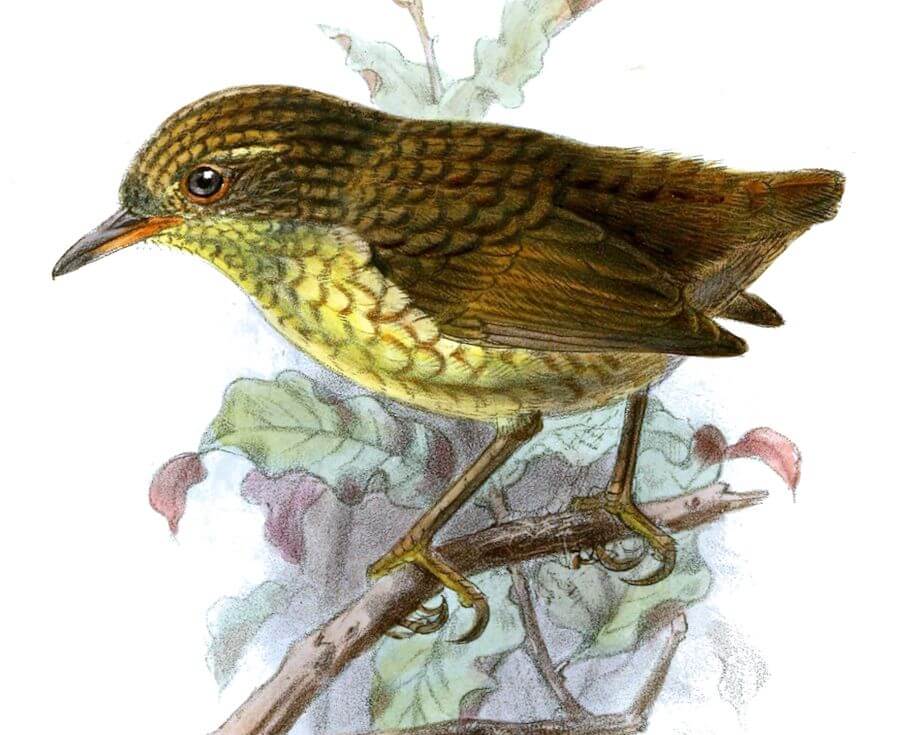 Lyalls wren
