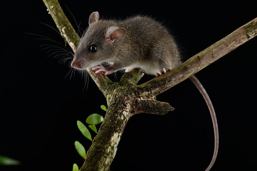 Rato do pacifico